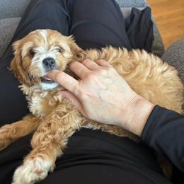 Girl 1 - Red female Cavapoo puppy in Youngsville, North Carolina from Blackberry Hill Doodles