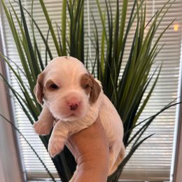 Male 3 - Blenheim male Cavapoo puppy in Sacramento County, California from Sac-Town Poodles and Doodles