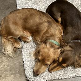 Dachshunds from K&K Mini Doxies
