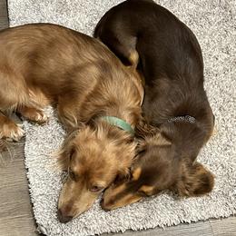 Dachshunds from K&K Mini Doxies