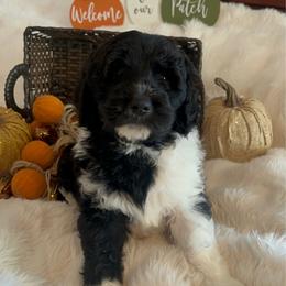 Dune - Parti male Goldendoodle puppy in Greensboro, Georgia from B’s Doodles