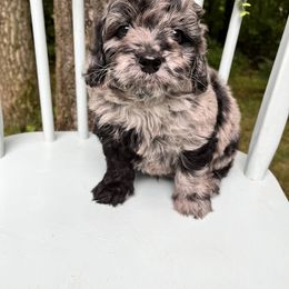 Goldendoodle and Golden Retriever Puppies from Darling Doodles of Licking County