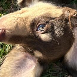 Dachshunds from Bell-Webb Ranch Doxies