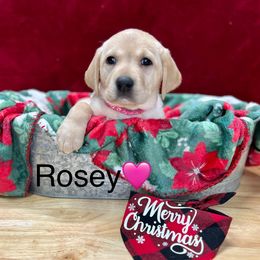 Rosie - Yellow Labrador Retriever puppy in Sandpoint, Idaho from Allen Sunnyside AKC Labs