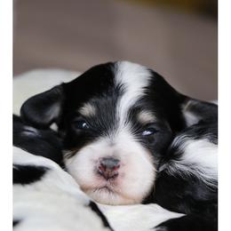 Cavalier King Charles Spaniel and Cavapoo Puppies from Simply Sweet Paws