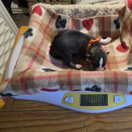 6 Orange - Agouti and white male Siberian Husky puppy in Dane, Wisconsin from Sunny Hurricane Siberians