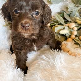 Cavapoo and Havapoo Puppies from Perfectly Playful Doodles