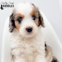 Martha - female Australian Mountain Doodle puppy in Tipton, Indiana from Country Creek Doodles