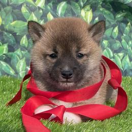 Dachshund, Miniature Australian Shepherd, and Shiba Inu Puppies from Elite Puppies of Oklahoma
