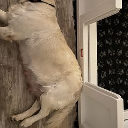 Golden Retriever Puppies from Suncoast Goldens