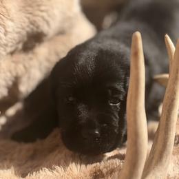 Banks - Black male Labrador Retriever puppy in Sweet Home, Oregon from Knotty Creek Labradors