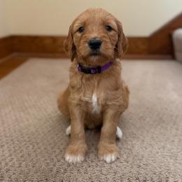 Goldendoodle Puppies from Good As Gold Doodles