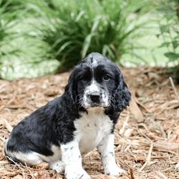 English Springer Spaniel Puppies from Hidden Valley Springers