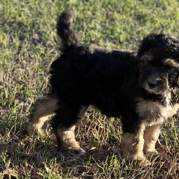 Girl 1 - Tri-color Bernedoodle puppy in Yatesville, Georgia from High Hopes Doodles