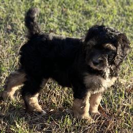 Girl 1 - Tri-color Bernedoodle puppy in Yatesville, Georgia from High Hopes Doodles