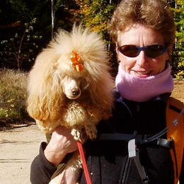 Poodles from Betse Curtis's Poodles