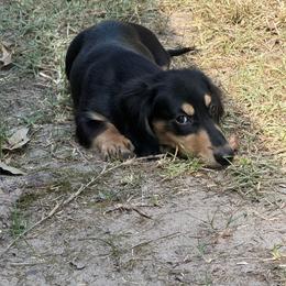 Graham AKC  FULLRIGHTS - Black and cream male Dachshund puppy in Huntington, Texas from Wild Briar Dachshunds