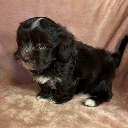 Brownie - Chocolate male Havanese puppy in Maryville, Missouri from Dreamworks Havanese