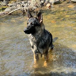 German Shepherds from Tagträumer kennels