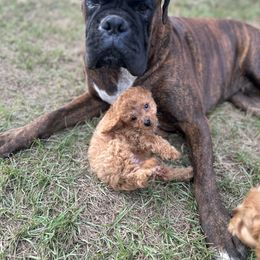 Boxer and Cavapoo Puppies from Acadian Kennels