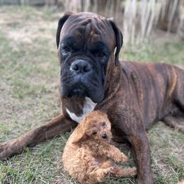 Boxer and Cavapoo Puppies from Acadian Kennels