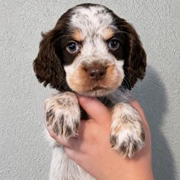 Duke - Liver white and roan male English Springer Spaniel puppy in Fort White, Florida from Thunderbird Springers