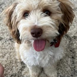 Aussiedoodles from Frenchie LOVE and Doodles