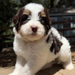 Truffle - Brown and white male Bernedoodle puppy in Temecula, California from Country Hills Doodles