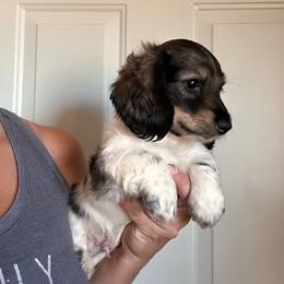 Boy 2 - Piebald male Dachshund puppy in Cheyenne, Wyoming from Great Basin Hounds