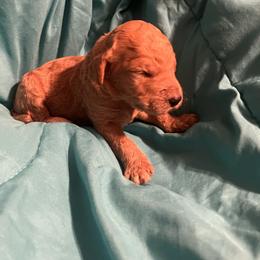 Boy 1 - Red  male Poodle puppy in Whigham, Georgia from Moonlight Poodles