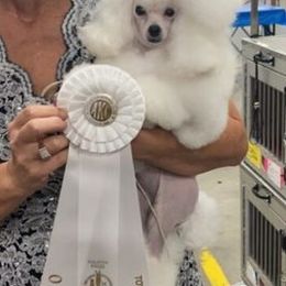 Poodles from Jarvis Poodles