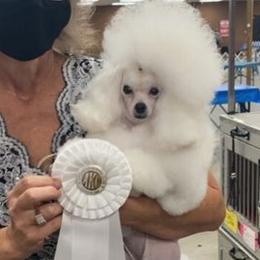 Poodles from Jarvis Poodles