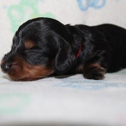 Boy 3 - Black and tan male Dachshund puppy in Craig, Colorado from Rocky Mountain Shih Tzus and Dry Creek Miniature Dachshunds