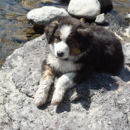 Australian Shepherd Puppies from Toni Thompson's Australian Shepherds