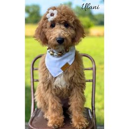 Ulani - Red  female Goldendoodle puppy in State Road, North Carolina from Must Love Doodles