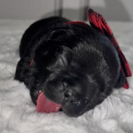 French Bulldog Puppies from jack & Ruby's Frenchies