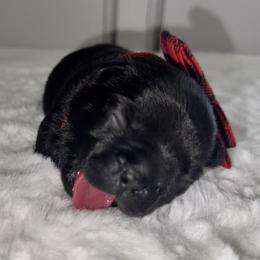 French Bulldog Puppies from jack & Ruby's Frenchies