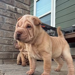 Savanna - Apricot dilute female Chinese Shar-Pei puppy in Chipley, Florida from HapPei House of Wrinkles