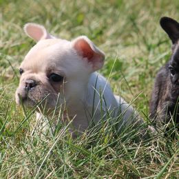 American Bulldog, French Bulldog, and Shorty Bull Puppies from Bingham's Bulldogs LLC