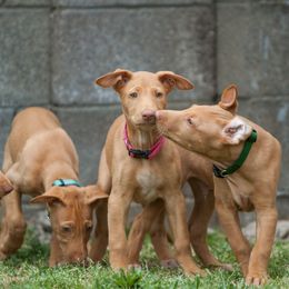 Pharaoh Hound Puppies from Du Ciel Pharaoh Hounds
