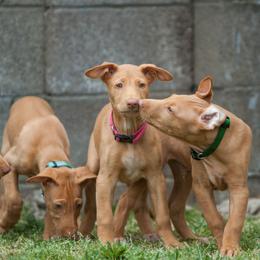 Pharaoh Hound Puppies from Du Ciel Pharaoh Hounds