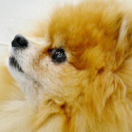 Pomeranians from Teralee Poms