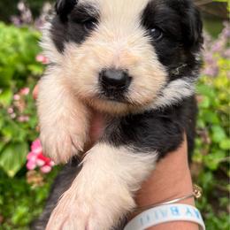 Panda female 2 - Panda female German Shepherd puppy in Lordstown, Ohio from Jewels German Shepherd