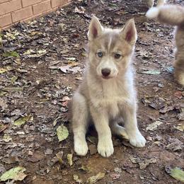 Nougat - Brown and white female Siberian Husky puppy in Elkin, North Carolina from Blue Ridge Shadow Huskies