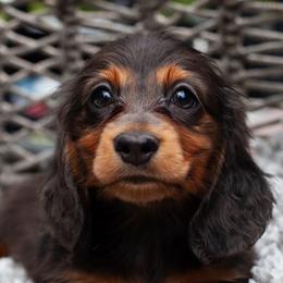 Basil - Black and tan male Dachshund puppy in Tampa, Florida from EntityDachs
