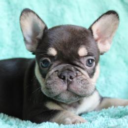 French Bulldog Puppies from Mt Olympus Frenchies
