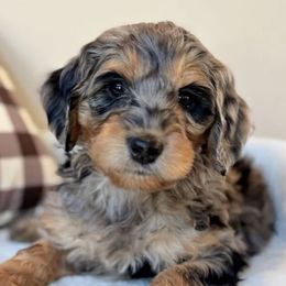 Boggle - Merle male Australian Labradoodle puppy in Harrisonville, Missouri from Blessed Day Doodles