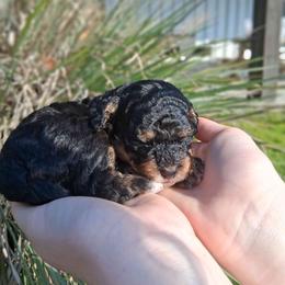 Cocoa - Tri-color female Bernedoodle puppy in Fort White, Florida from Jade