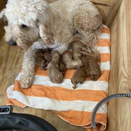 Goldendoodle and Poodle Puppies from Partridge Doodles and Poodles