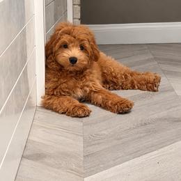 Wake - Red male Aussiedoodle puppy in North Royalton, Ohio from Johnson's Doodles